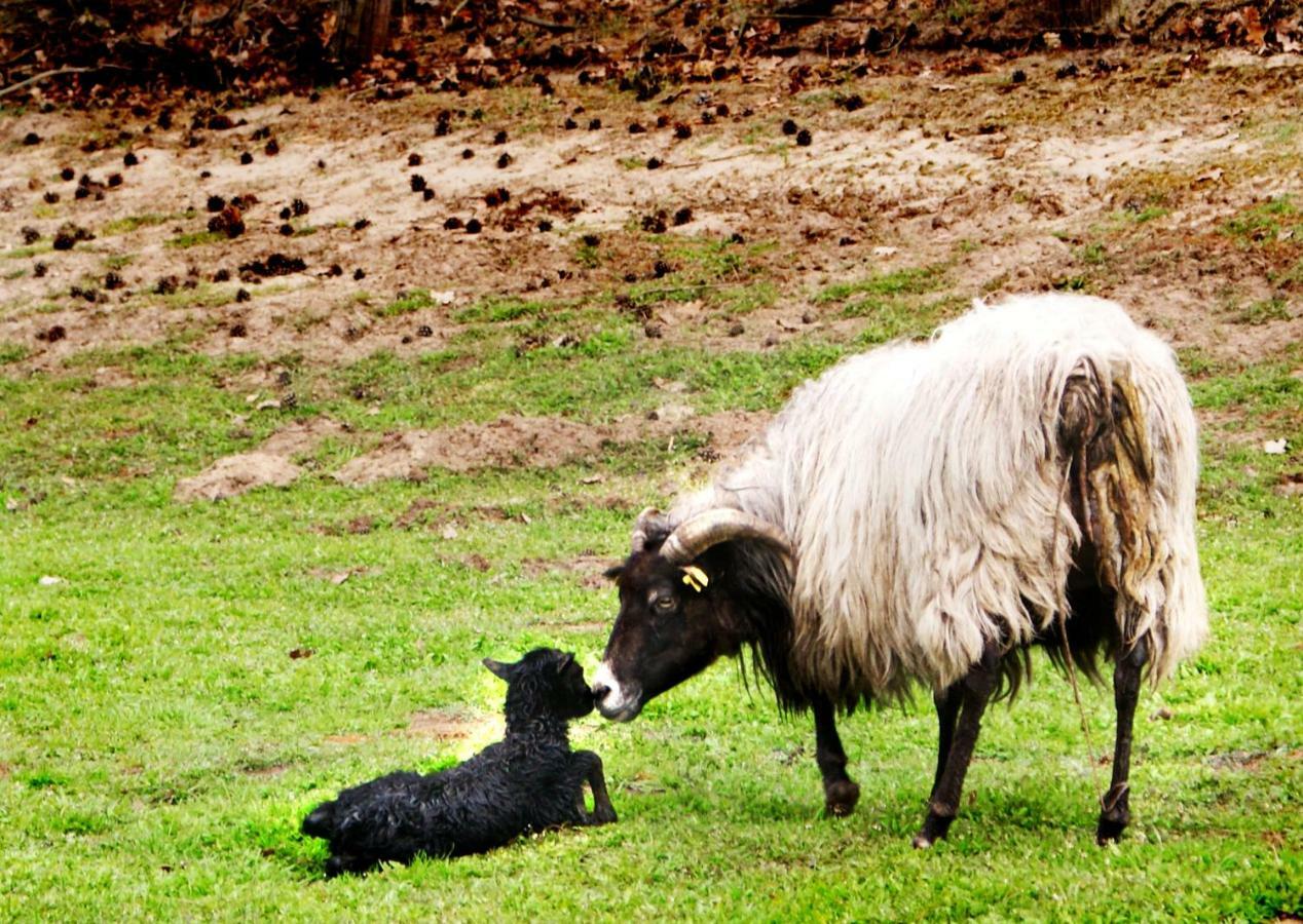 Oldau Bauernhof Diestel מראה חיצוני תמונה